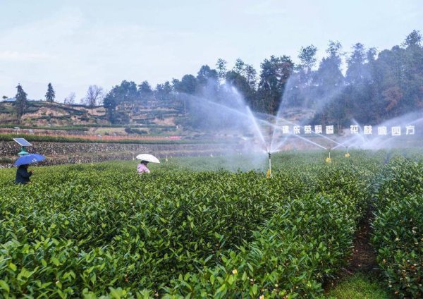 开云体育(中国)官方网站湖北秭归是中国丝绵茶之乡-云开·体育